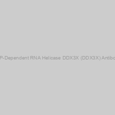 Image of ATP-Dependent RNA Helicase DDX3X (DDX3X) Antibody
